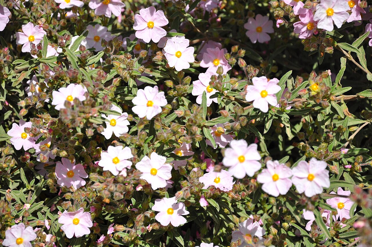 Cistus × skanbergii: taken in Jerusalem