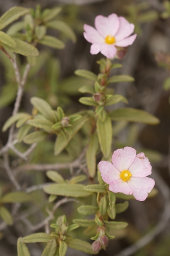 Cistus × skanbergii (Cistus × skanbergii)