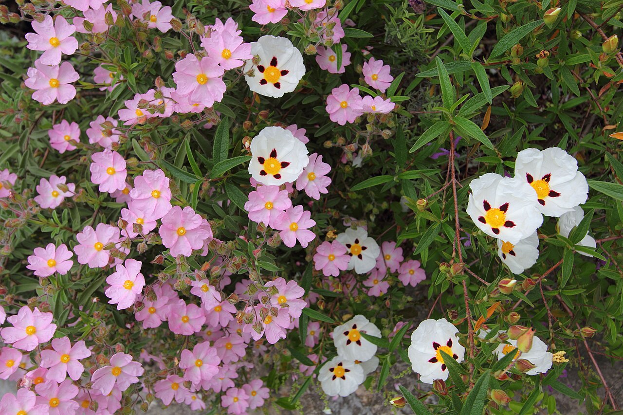 Cistus × skanbergii: Flowers of two juxtaposed rockroses: Cistus x skanbergii (pink) and Cistus x verguinii (white with basal spot).