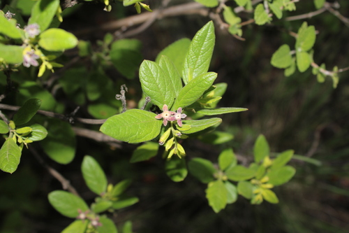Citharexylum altamiranum (Citharexylum altamiranum)