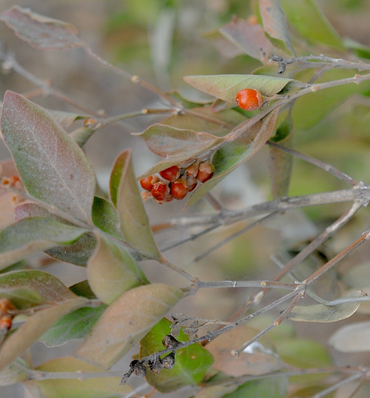 Berlandier's fiddlewood: Berlandier's fiddlewood, Bentsen-Rio Grande Valley State Park, Mission, Hidalgo County, March 2023.