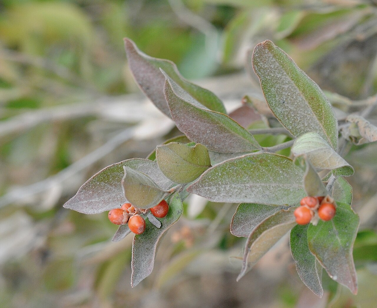 Berlandier's fiddlewood: Berlandier's fiddlewod, Bentsen-Rio Grande Valley State Park, Mission, Hidalgo County, March 2023.