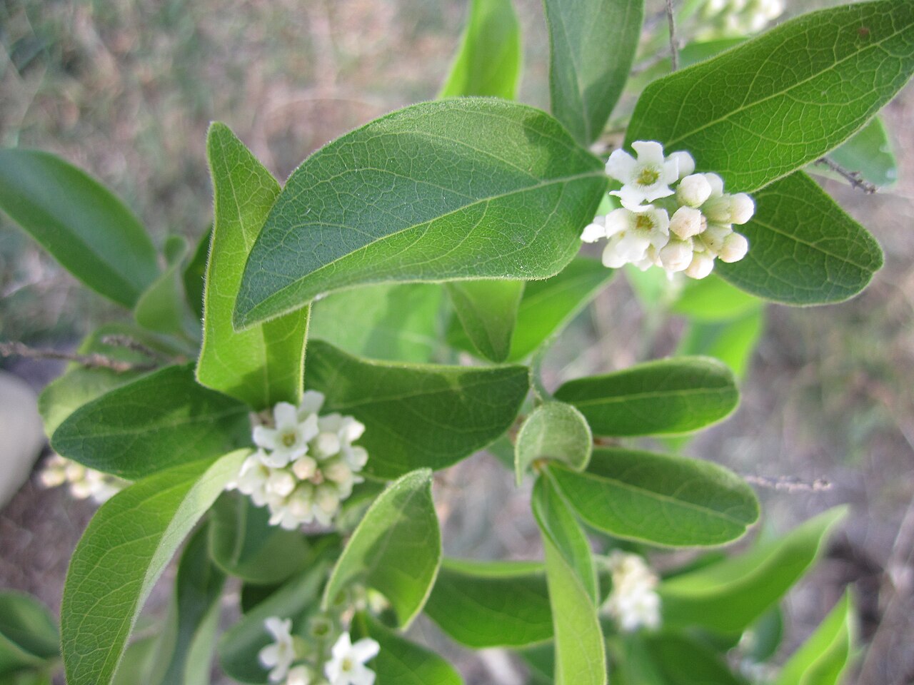 Berlandier's fiddlewood: Flowers on a cultivated specimen of Citharexylum berlandieri .
