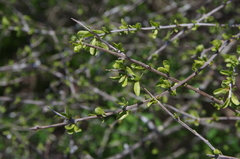 Boxthorn fiddlewood (Citharexylum brachyanthum)