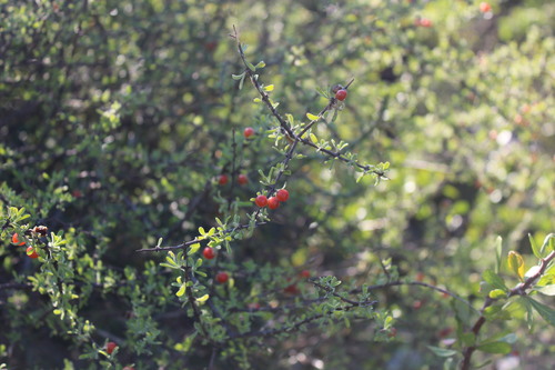 Boxthorn fiddlewood (Citharexylum brachyanthum)