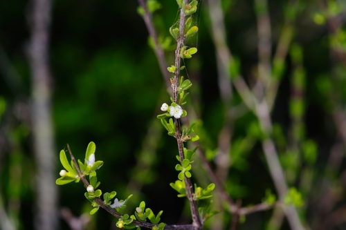 Boxthorn fiddlewood (Citharexylum brachyanthum)