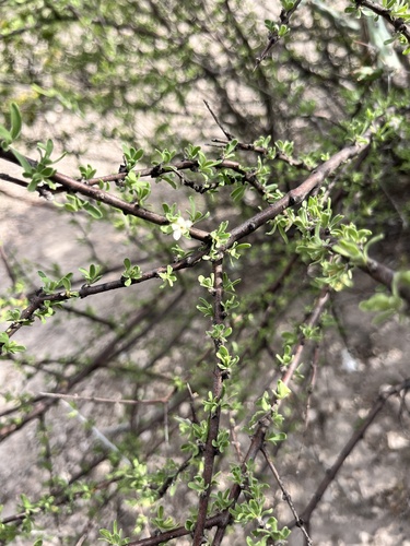 Boxthorn fiddlewood (Citharexylum brachyanthum)