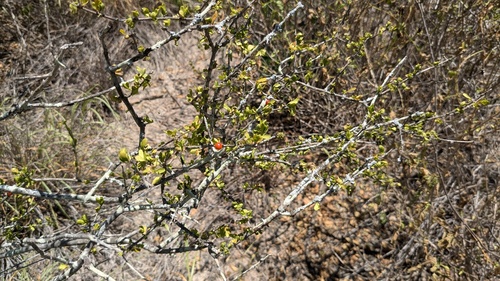 Boxthorn fiddlewood (Citharexylum brachyanthum)
