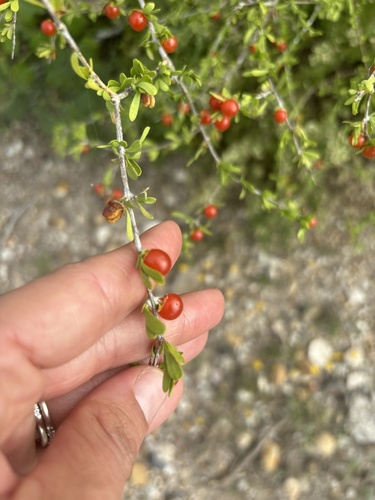 Boxthorn fiddlewood (Citharexylum brachyanthum)