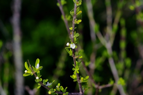 Boxthorn fiddlewood (Citharexylum brachyanthum)