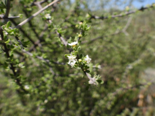 Boxthorn fiddlewood (Citharexylum brachyanthum)
