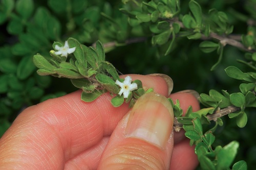 Boxthorn fiddlewood (Citharexylum brachyanthum)