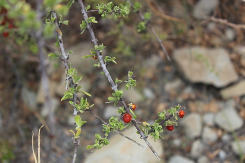 Boxthorn fiddlewood (Citharexylum brachyanthum)