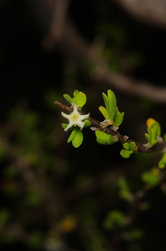 Boxthorn fiddlewood (Citharexylum brachyanthum)