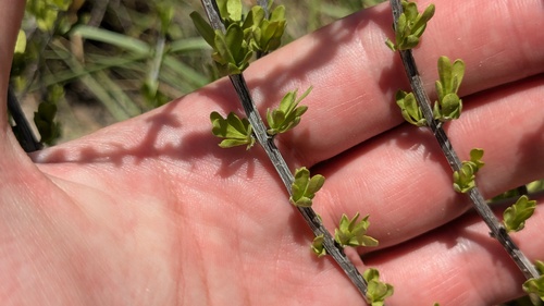 Boxthorn fiddlewood (Citharexylum brachyanthum)