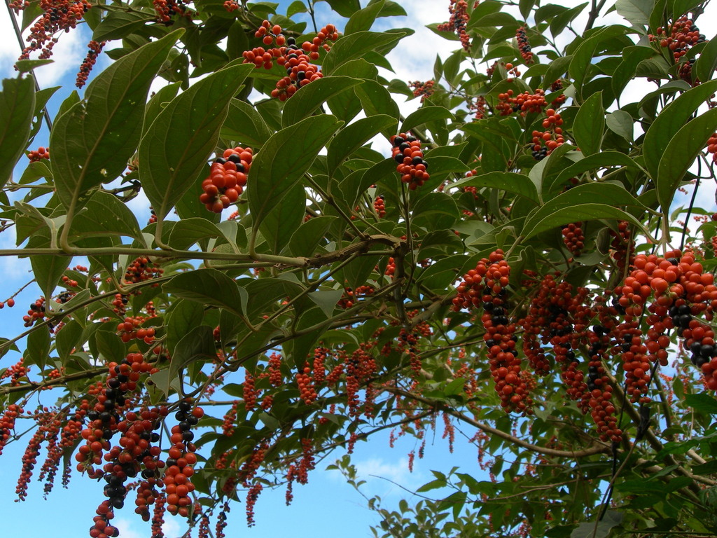 Citharexylum crassifolium (Citharexylum crassifolium)