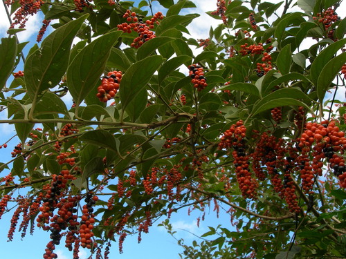 Citharexylum crassifolium (Citharexylum crassifolium)