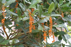 Citharexylum crassifolium (Citharexylum crassifolium)