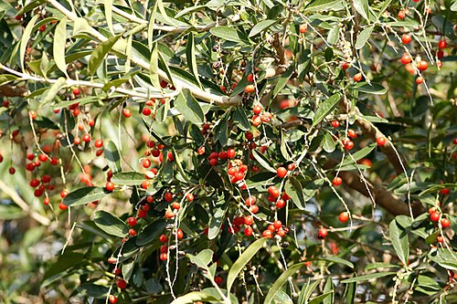 Citharexylum montevidense: Picture of Citharexylum montevidense from iNaturalist.
