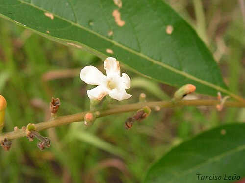 Citharexylum myrianthum: Verbenaceae – Citharexylum myrianthum Cham. – árvore pioneira – RPPN Pedra D'Anta, Serra do Urubu – Lagoa dos Gatos – Pernambuco – Brasil.