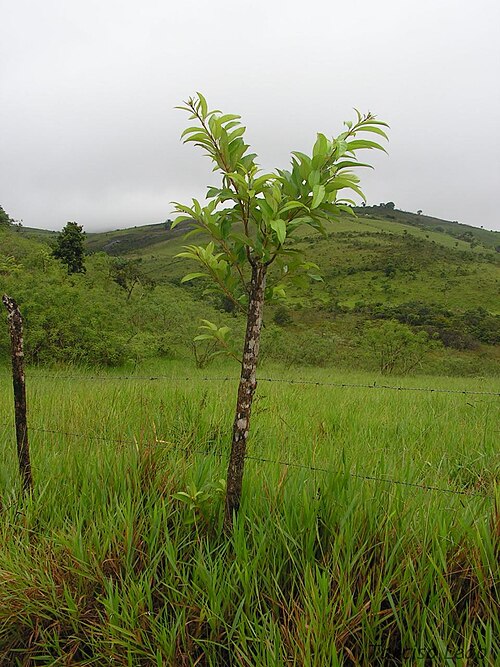 Citharexylum myrianthum: Verbenaceae – Citharexylum myrianthum Cham. – árvore pioneira – RPPN Pedra D'Anta, Serra do Urubu – Lagoa dos Gatos – Pernambuco – Brasil.