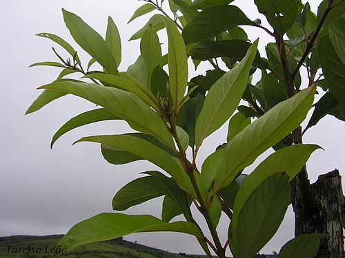 Citharexylum myrianthum: Verbenaceae – Citharexylum myrianthum Cham. – árvore pioneira – RPPN Pedra D'Anta, Serra do Urubu – Lagoa dos Gatos – Pernambuco – Brasil.