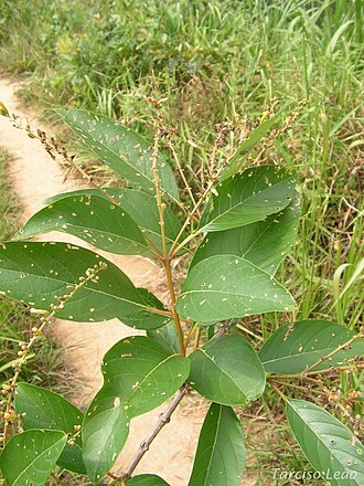 Citharexylum myrianthum: Verbenaceae – Citharexylum myrianthum Cham. – árvore pioneira – RPPN Pedra D'Anta, Serra do Urubu – Lagoa dos Gatos – Pernambuco – Brasil.
