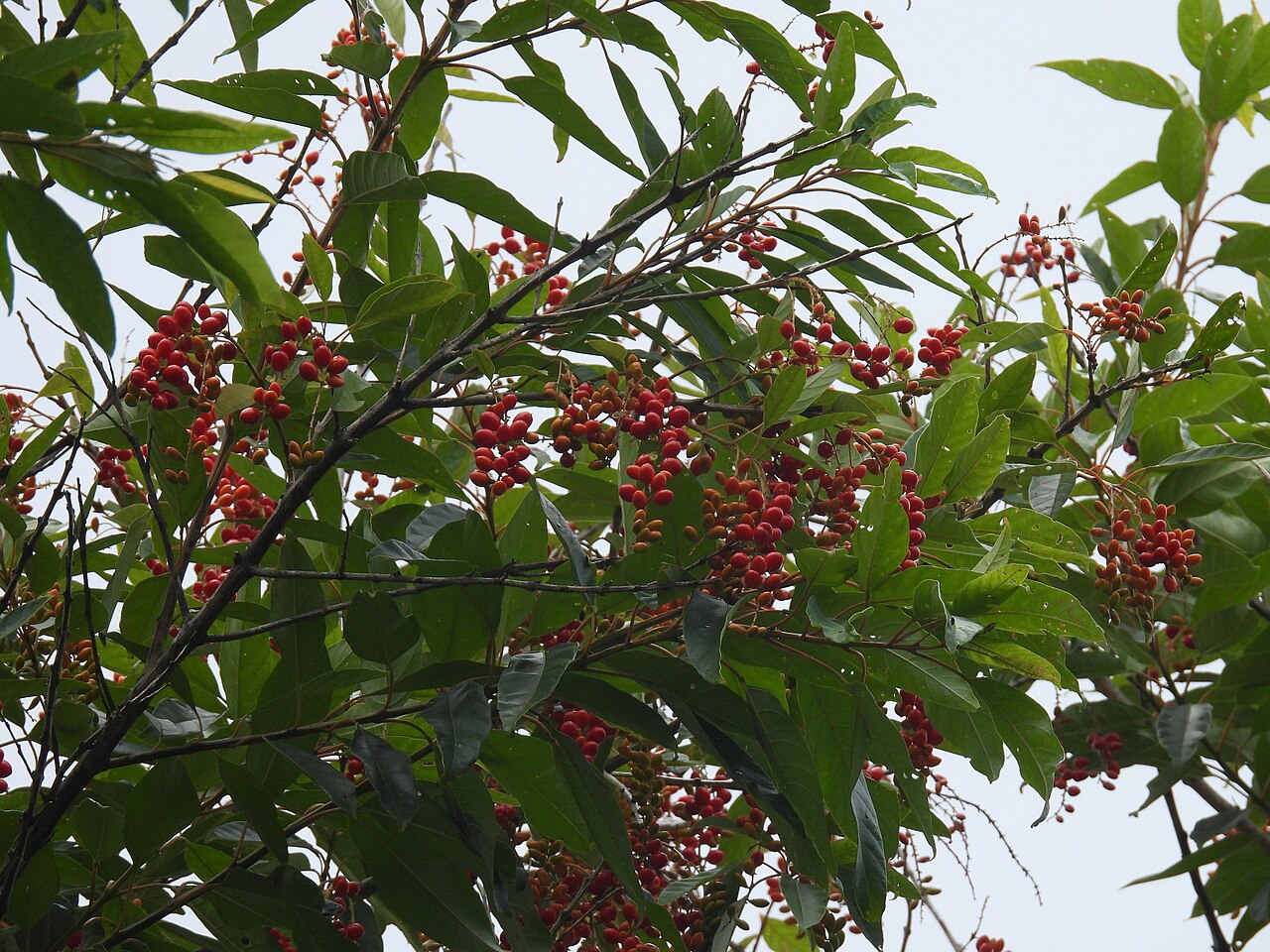 Citharexylum myrianthum: Registro de Citharexylum myrianthum em Parque Estadual de Ilhabela.