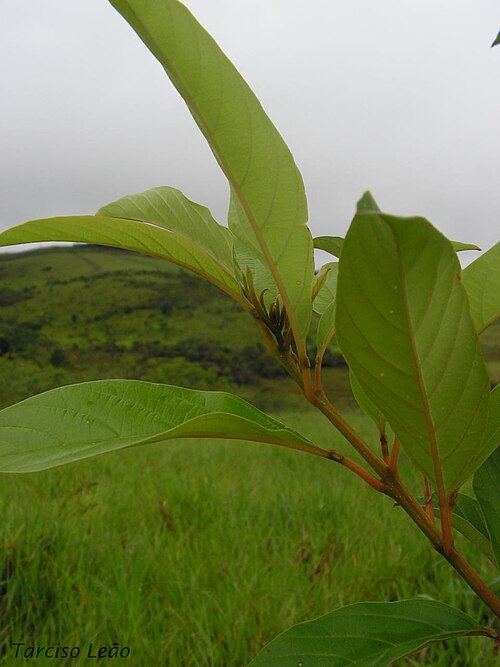 Citharexylum myrianthum: Verbenaceae – Citharexylum myrianthum Cham. – árvore pioneira – RPPN Pedra D'Anta, Serra do Urubu – Lagoa dos Gatos – Pernambuco – Brasil.