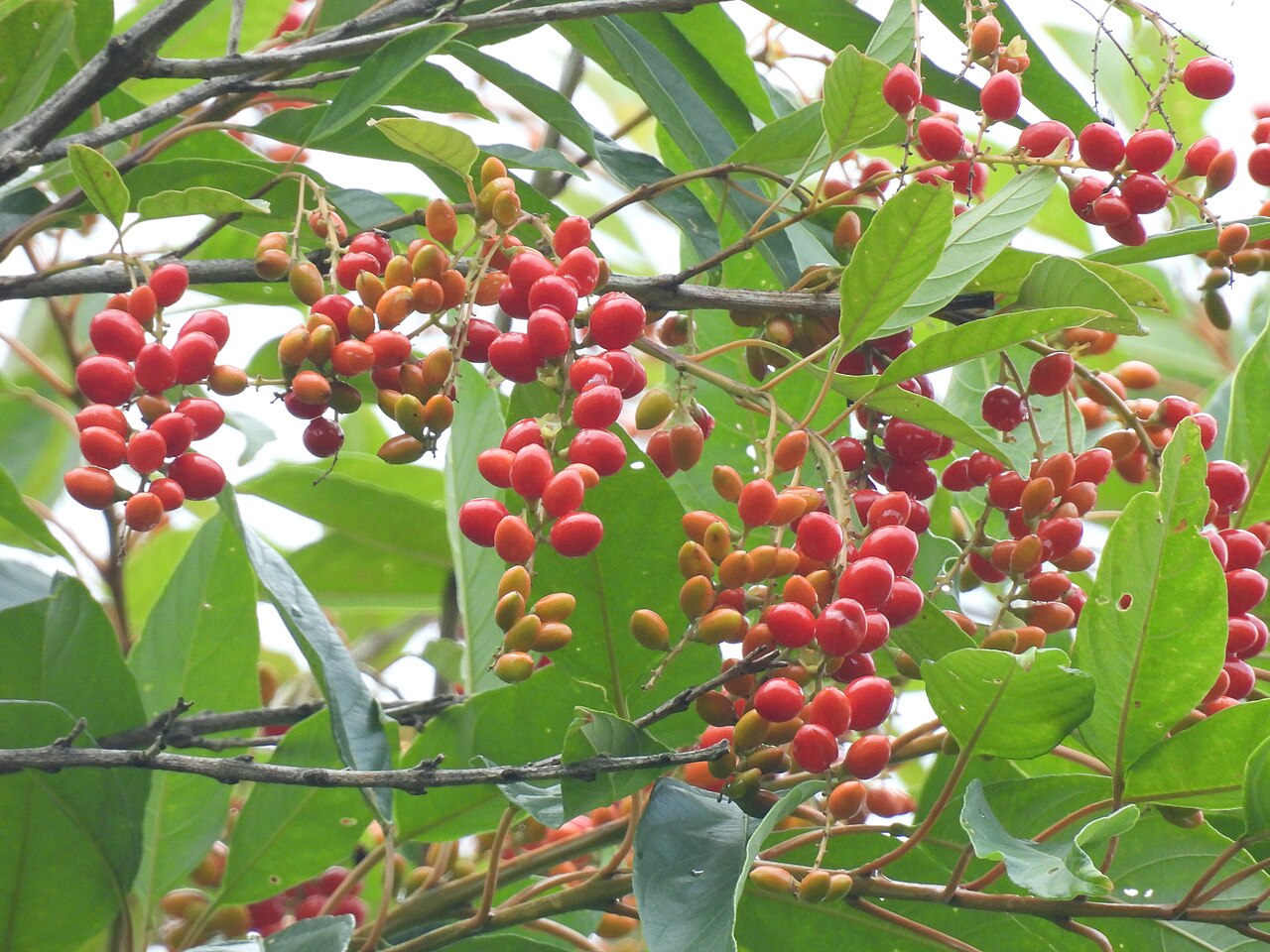 Citharexylum myrianthum: Registro de Citharexylum myrianthum em Parque Estadual de Ilhabela.