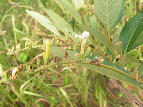 Citharexylum myrianthum: Verbenaceae – Citharexylum myrianthum Cham. – árvore pioneira – RPPN Pedra D'Anta, Serra do Urubu – Lagoa dos Gatos – Pernambuco – Brasil.