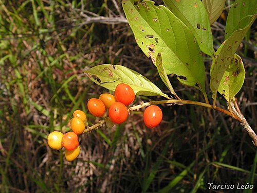 Citharexylum myrianthum: Verbenaceae – Citharexylum myrianthum Cham. – árvore pioneira – RPPN Pedra D'Anta, Serra do Urubu – Lagoa dos Gatos – Pernambuco – Brasil.