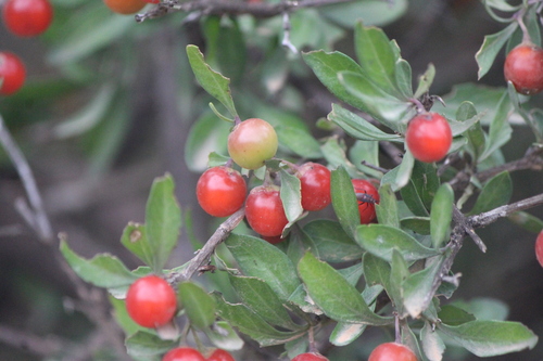 Citharexylum racemosum (Citharexylum racemosum)