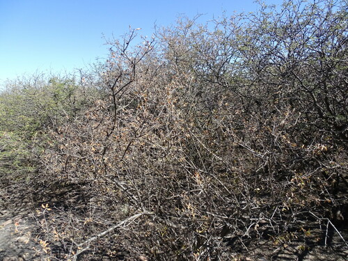 Citharexylum racemosum (Citharexylum racemosum)