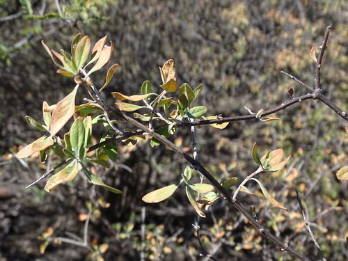 Citharexylum racemosum (Citharexylum racemosum)