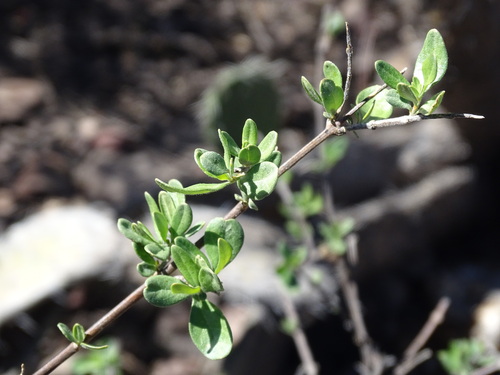 Citharexylum racemosum (Citharexylum racemosum)