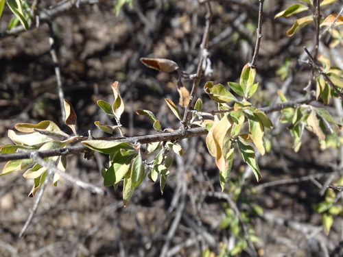 Citharexylum racemosum (Citharexylum racemosum)