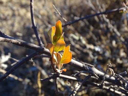 Citharexylum racemosum (Citharexylum racemosum)