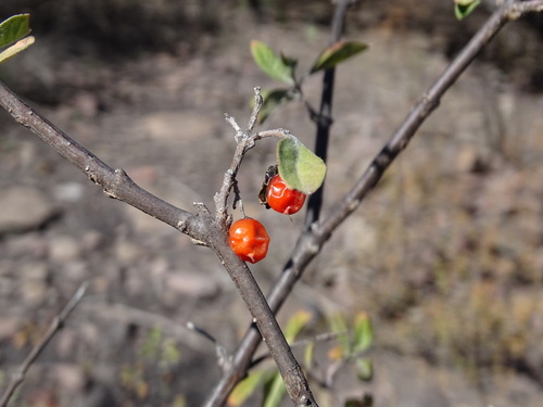 Citharexylum racemosum (Citharexylum racemosum)