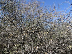 Citharexylum racemosum (Citharexylum racemosum)