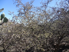 Citharexylum racemosum (Citharexylum racemosum)