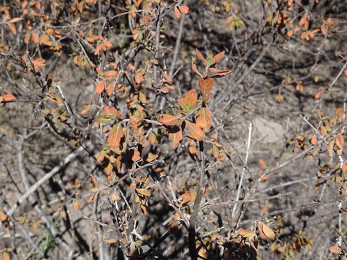 Citharexylum racemosum (Citharexylum racemosum)