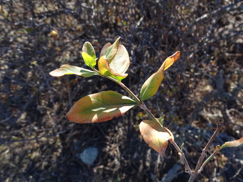 Citharexylum racemosum (Citharexylum racemosum)
