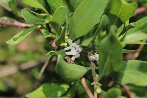 Citharexylum rosei (Citharexylum rosei)