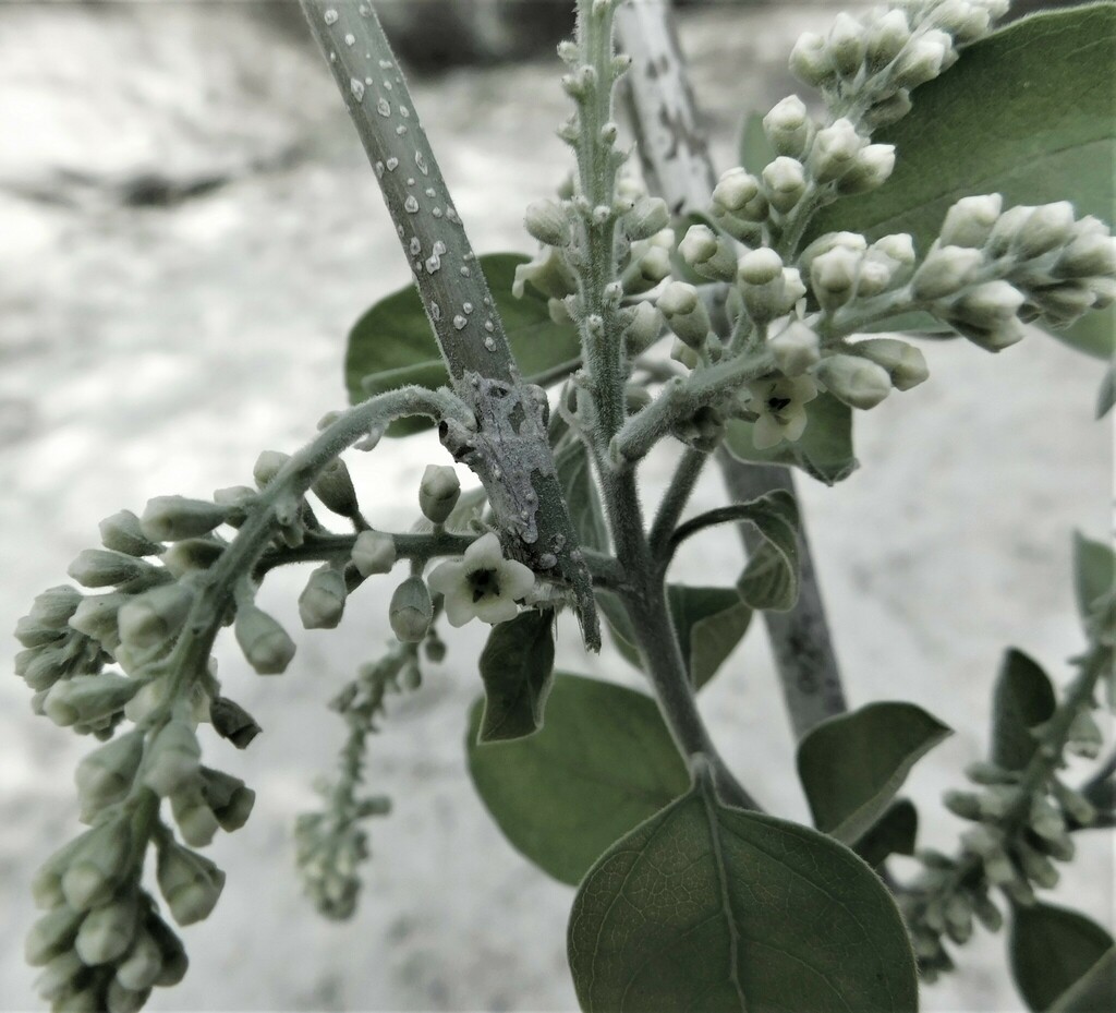 Citharexylum scabrum (Citharexylum scabrum)