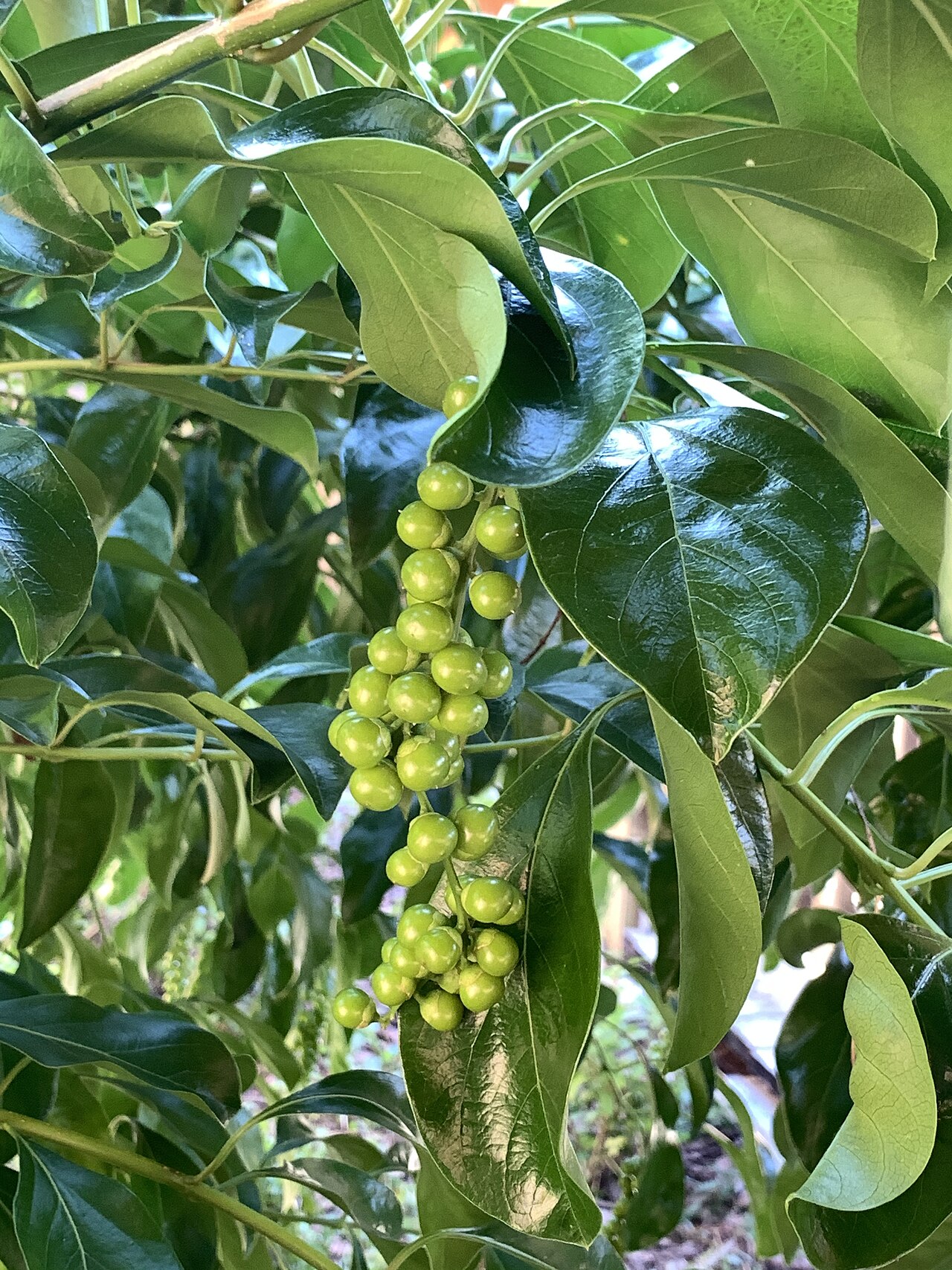 Spiny fiddlewood: Citharexylum spinosum—fruits at Mounts Botanical Garden, West Palm Beach, Florida, USA