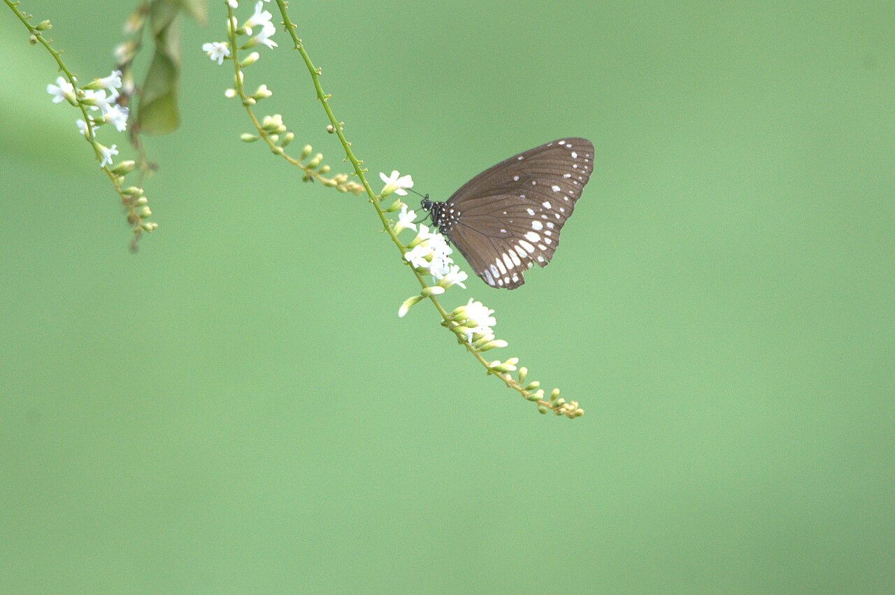 Spiny fiddlewood: common crow butterfly in Citharexylum spinosum plant