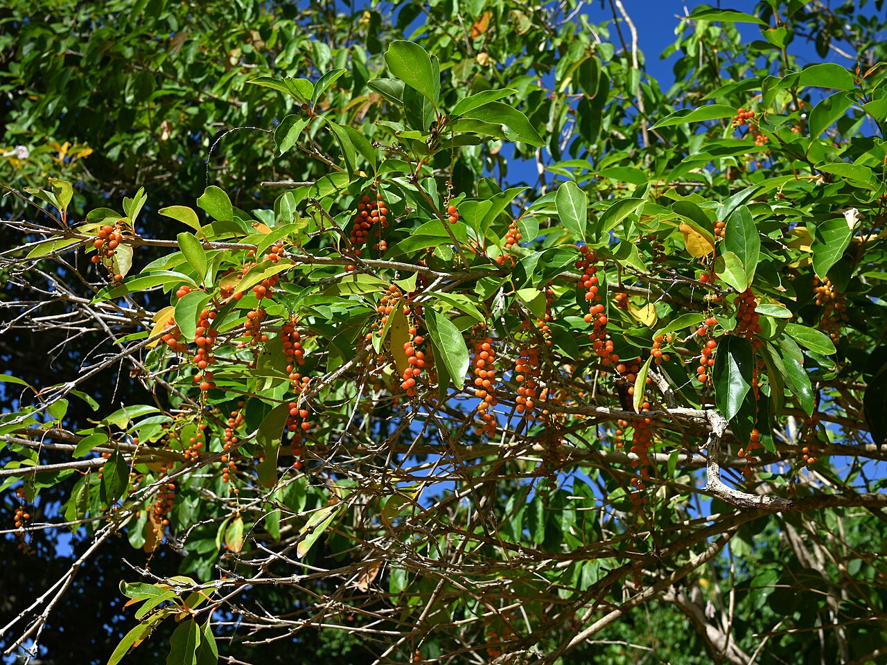 Spiny fiddlewood: Citharexylum spinosum on Pointe Allègre NE from Sainte Rose on Guadeloupe