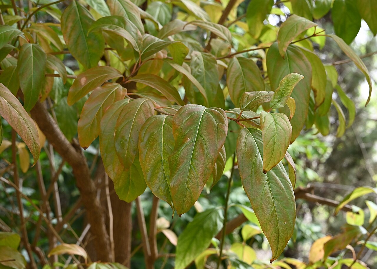 Spiny fiddlewood: Citharexylum spinosum in Jardín Botánico La Concepción, Malaga