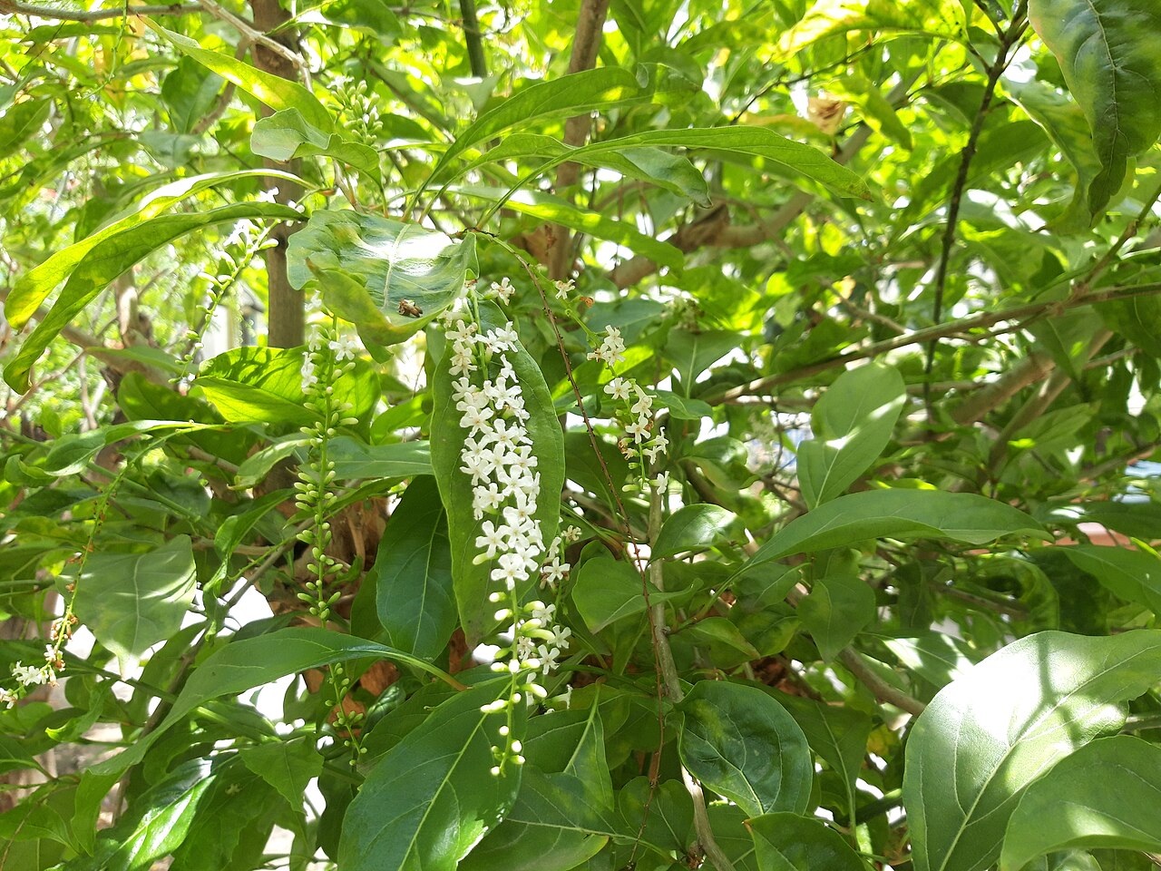 Spiny fiddlewood: Citharexylum spinosum